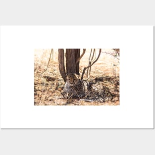 Cheetah under a tree Posters and Art